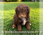 Small #4 Bernedoodle (Miniature)