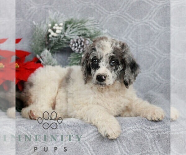 Medium Photo #3 Poodle (Standard) Puppy For Sale in LANCASTER, PA, USA