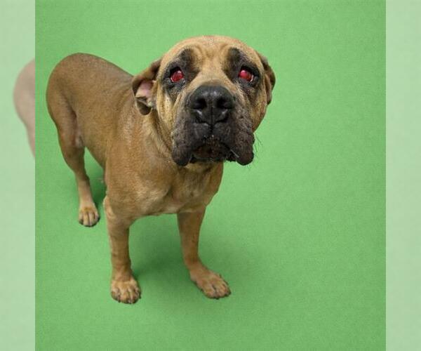 Medium Photo #2 Mutt Puppy For Sale in Redlands, CA, USA