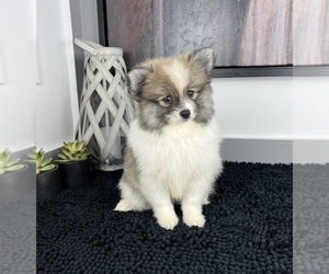 Pomeranian Puppy for sale in FRANKLIN, IN, USA
