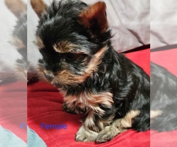 Medium Photo #2 Yorkshire Terrier Puppy For Sale in CONKLIN, NY, USA