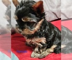 Small #1 Yorkshire Terrier