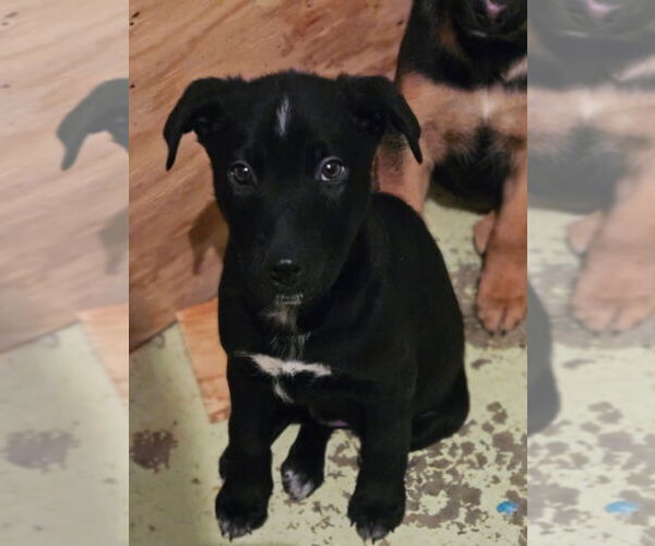 Medium Photo #2 Borador Puppy For Sale in Mt. Laurel, NJ, USA