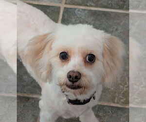 Medium Cavachon