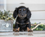 Small #1 Dachshund