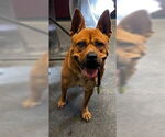 Small American Pit Bull Terrier Mix