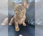 Small Photo #28 French Bulldog Puppy For Sale in PACIFIC PALISADES, CA, USA