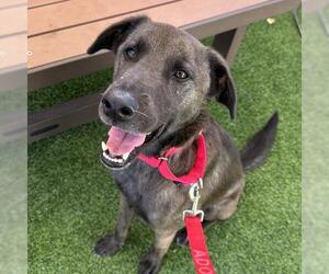 Mutt Dogs for adoption in Camarillo, CA, USA