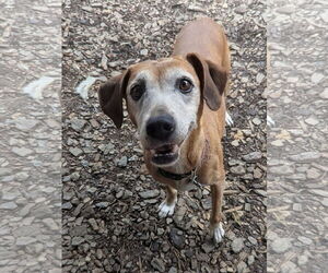 Mutt Dogs for adoption in McCormick, SC, USA