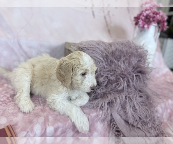 Medium Photo #10 Aussie-Poo-Goldendoodle Mix Puppy For Sale in COMMERCE, MI, USA