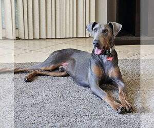 Doberman Pinscher-Unknown Mix Dogs for adoption in Escondido, CA, USA