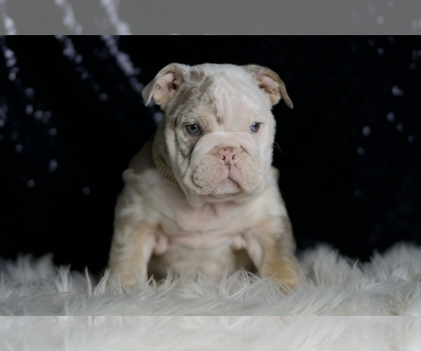 Medium Photo #2 English Bulldog Puppy For Sale in WARSAW, IN, USA