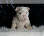 Small #1 English Bulldog