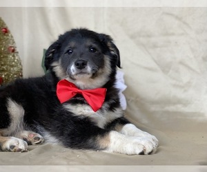 Border Collie-Golden Retriever Mix Puppy for sale in LANCASTER, PA, USA