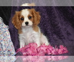 Small #2 Cavalier King Charles Spaniel