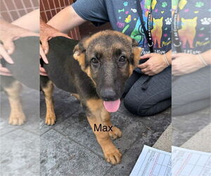 German Shepherd Dog Dogs for adoption in Bolivar, MO, USA