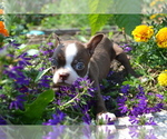 Puppy Marv Boston Terrier