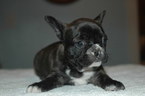 Small Photo #4 French Bulldog Puppy For Sale in CENTRAL FALLS, RI, USA