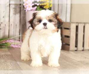 Shih Tzu Dog for Adoption in MOUNT VERNON, Ohio USA