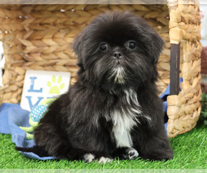 Shih Tzu Puppy for sale in SYRACUSE, IN, USA