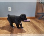 Small Photo #5 Miniature Australian Shepherd Puppy For Sale in DALTON CITY, IL, USA