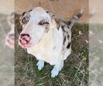 Small Photo #2 Border Collie-Catahoula Leopard Dog Mix Puppy For Sale in Gulfport, MI, USA