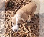 Small Photo #6 American Pit Bull Terrier-Unknown Mix Puppy For Sale in Alexander, AR, USA