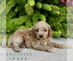 Small #3 Cavapoo