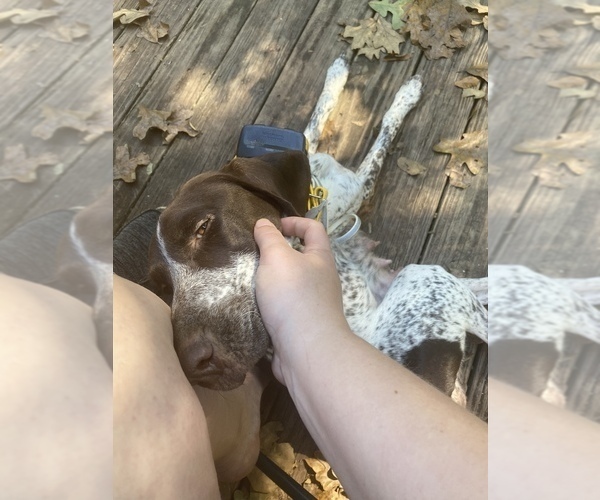 Medium Photo #1 German Shorthaired Pointer Puppy For Sale in LAWRENCEVILLE, VA, USA