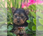 Small Photo #1 Yorkshire Terrier Puppy For Sale in ELMHURST, IL, USA