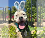 Small #3 American Bulldog-American Staffordshire Terrier Mix