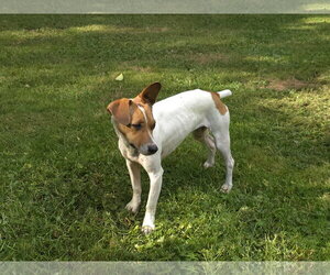 Nissa A Jackawhip (A designer breed) - Female Whijack Dog for Adoption - Photo #2