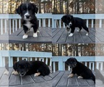 Small Australian Shepherd