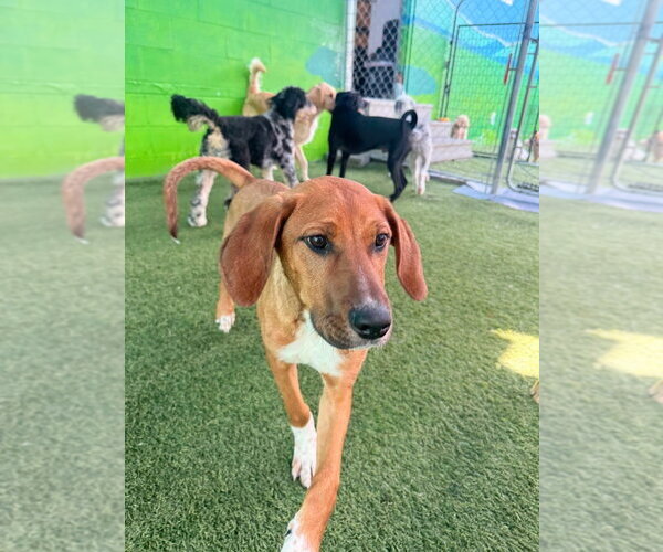 Medium Photo #3 Mutt Puppy For Sale in Holly Springs, NC, USA
