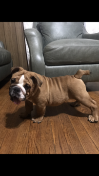 Medium Photo #1 Bulldog Puppy For Sale in EAST HAVEN, CT, USA