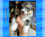 Small Photo #65 Pembroke Welsh Corgi Puppy For Sale in LOGAN, NM, USA
