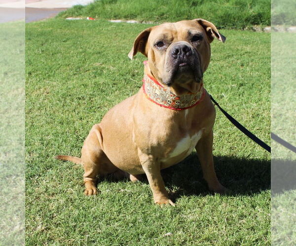 Medium Photo #4 Bulldog-Unknown Mix Puppy For Sale in El Centro, CA, USA