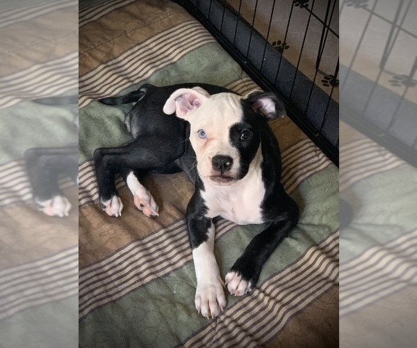 Medium Photo #1 American Bulldog Puppy For Sale in CHATSWORTH, CA, USA