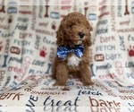 Small #7 Cockapoo (Miniature)