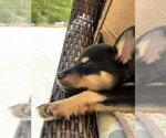 Small #2 Mutt