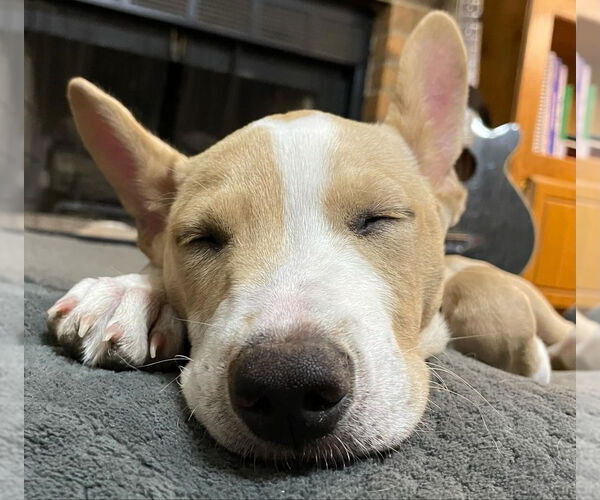 Medium Photo #8 American Pit Bull Terrier-Chihuahua Mix Puppy For Sale in OKLAHOMA CITY, OK, USA