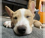Small #7 American Pit Bull Terrier-Chihuahua Mix