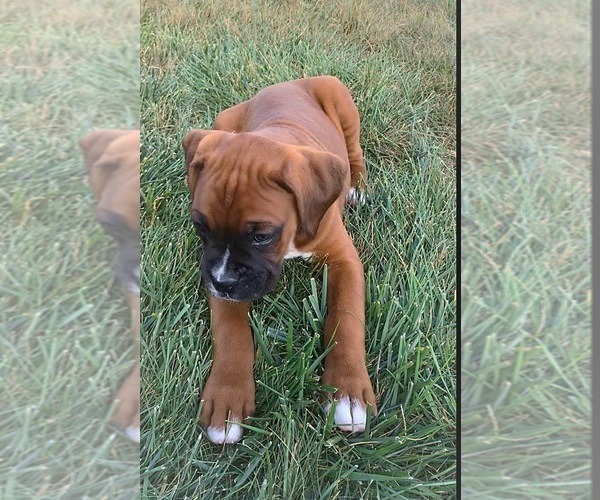 Medium Photo #5 Boxer Puppy For Sale in APPLE CREEK, OH, USA