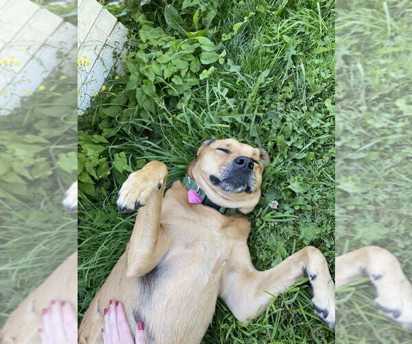 Medium Photo #3 Mutt Puppy For Sale in Bellingham, WA, USA