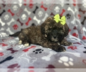 ShihPoo Puppy for sale in LAKELAND, FL, USA