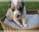 Small #1 Border Collie