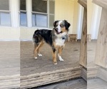 Small Photo #1 Miniature Australian Shepherd Puppy For Sale in NOBLE, MO, USA