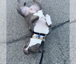 Small #12 American Pit Bull Terrier Mix