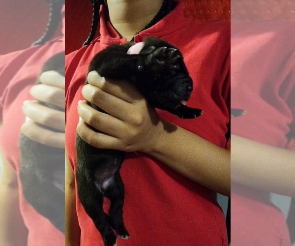 Medium Photo #3 Cane Corso Puppy For Sale in CHICAGO, IL, USA