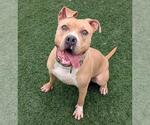 Small #5 American Pit Bull Terrier-Labrador Retriever Mix